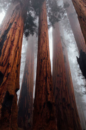 Redwood National Park